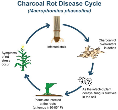 Charcoal rot disease cycle in corn Charcoal rot disease cycle in corn