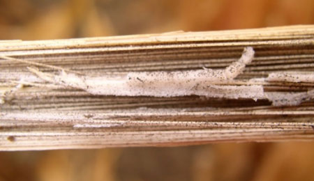 Charcoal rot symtoms in pith of corn stalk Charcoal rot symtoms in pith of corn stalk
