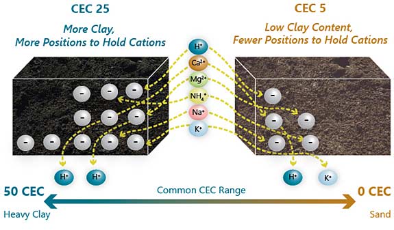 Illustration - Depiction of the soil CEC.