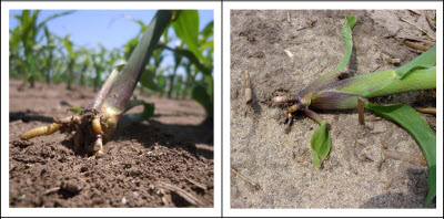 Rootless corn syndrome caused by shallow planting and dry soils conditions