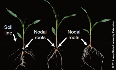 Planting depth determines the placement of nodal roots which are developing too near the soil surface in shallow-planted corn plant