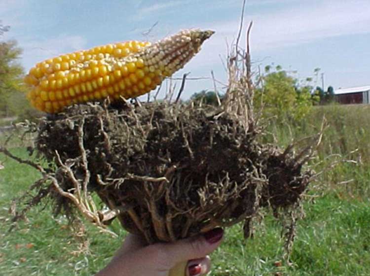 Photo - Corn root system and resulting yield from a field with spring cultivation that was completed under less than ideal soil moisture conditions.