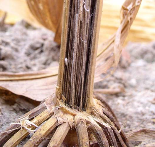 Charcoal rot symptoms at the base of corn stalk - closeup Charcoal rot symptoms at the base of corn stalk - closeup