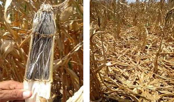 Charcoal rot symptoms in corn stalk and in downed corn in field Charcoal rot symptoms in corn stalk and in downed corn in field
