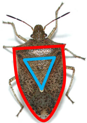 Photo - adult brown stink bug - shield outline