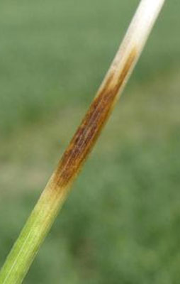 Photo - Closeup of eyespot lesion on plant stalk.