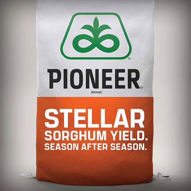 Stellar sorghum yield - season after season Stellar sorghum yield - season after season