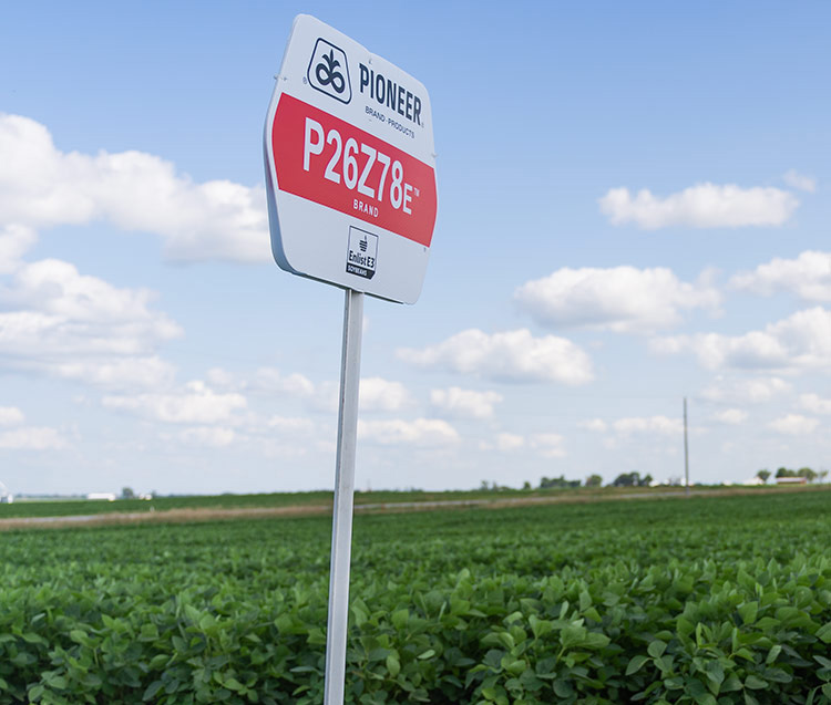 Pioneer Z-series products field sign - next to soybean field - midseason Pioneer Z-series products field sign - next to soybean field - midseason