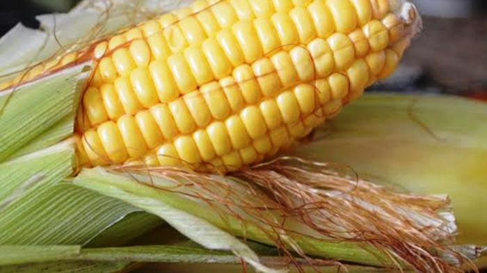 Unduh 560 Koleksi Gambar Foto Jagung Terbaik Gratis HD