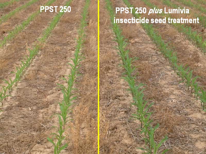 Side-by-side comparison of PPST 250 (left) vs. PPST 250 plus Lumivia insecticide seed treatment (right) in a 2014 Pioneer® GrowingPoint® agronomy research trial in Missouri.