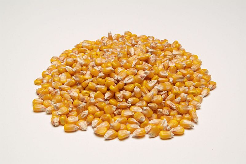 Corn Grain