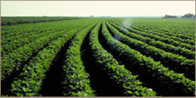 Agronomy Pics