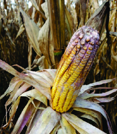 Gibberella zeae, the fungal pathogen that causes Gibberella ear rot, can produce the mycotoxin deoxyni- valenol (DON). Gibberella ear rot can be most readily identified by the red or pink color of the mold.