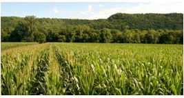 Corn plants across a field do not all reach pollination at exactly the same time, so the pollination period for the field is longer than that of an individual plant.