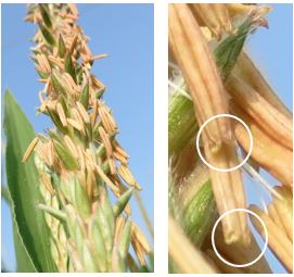 Close-up view of anthers on a corn tassel showing the outward bend at the tips of the locules, creating an opening for pollen to escape.