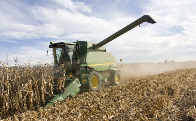 Drought-Stressed Grain Harvest | Pioneer Canada