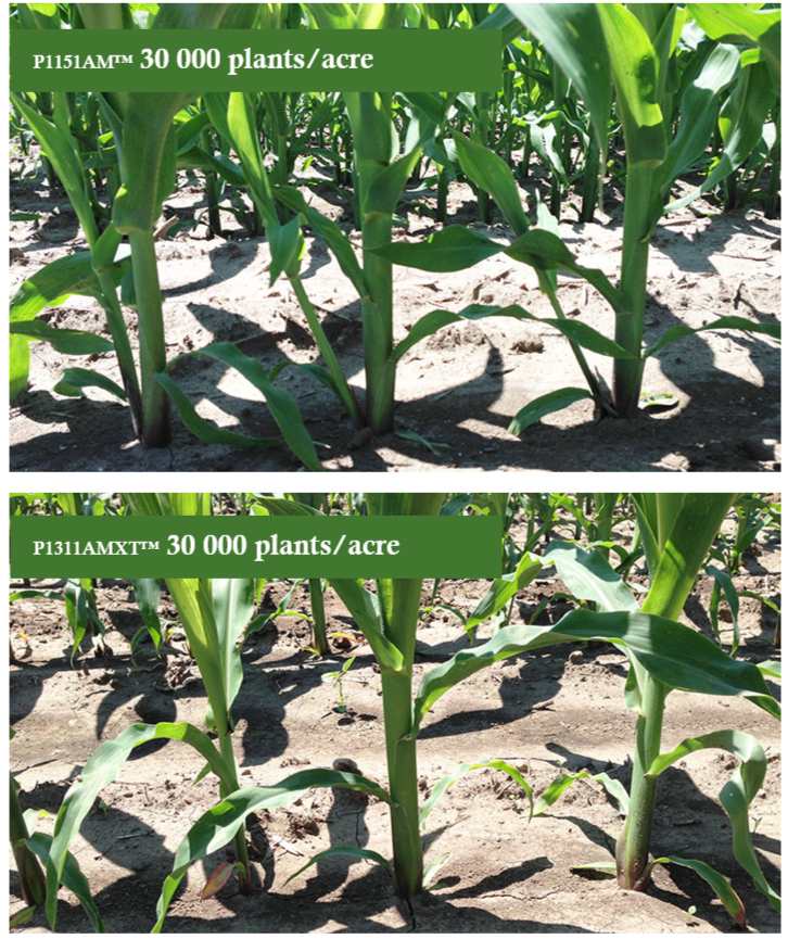 Deux produits* de maïs Pioneer semés à 30 000 plants/acre lors d’une étude de population menée par Pioneer et montrant des différences génétiques dans le tallage. En haut : Maïs de marque Pioneer P1151AM™ (AM, LL, RR2) ; Ci-dessus : Maïs de marque Pioneer P1131AMXT™ (AMXT, LL, RR2) (Johnston, IA ; 19 juin 2015)