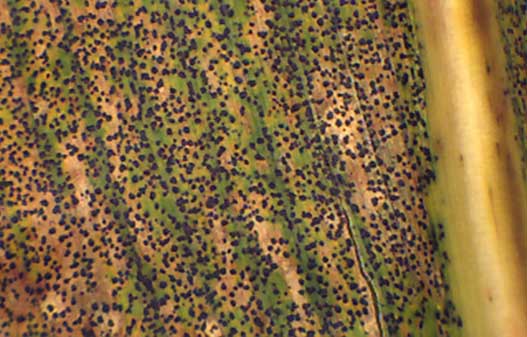 Corn leaf under magnification showing dense tar spot coverage.