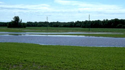 a flooded field