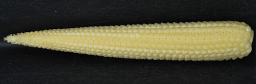 Image of a small corn ear at the time silks appear from the husk Image of a small corn ear at the time silks appear from the husk