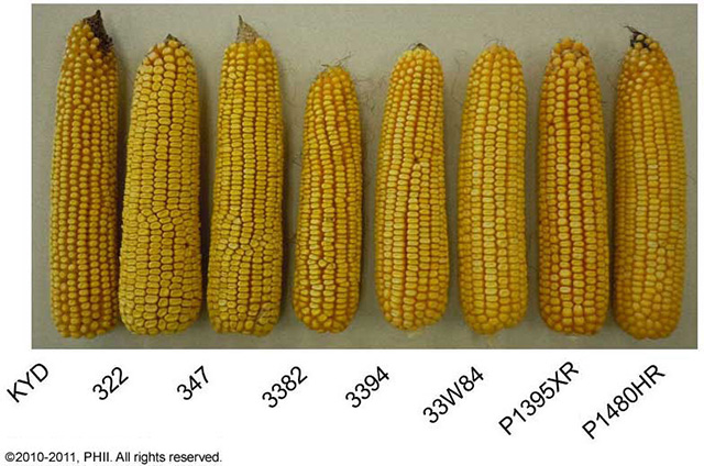 Corn ear size comparison among plots planted at 12,000 plants per acre Corn ear size comparison among plots planted at 12,000 plants per acre