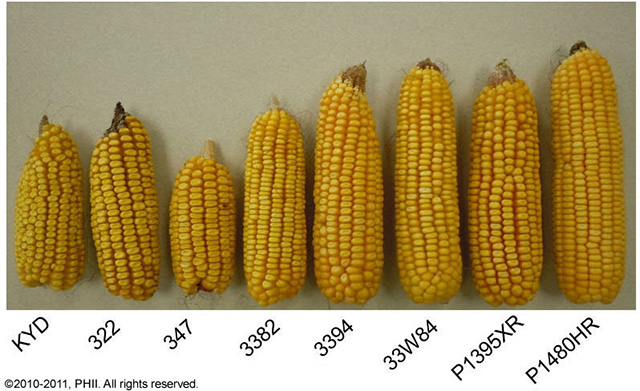 Corn ear size comparison - older and newer hybrids Corn ear size comparison - older and newer hybrids