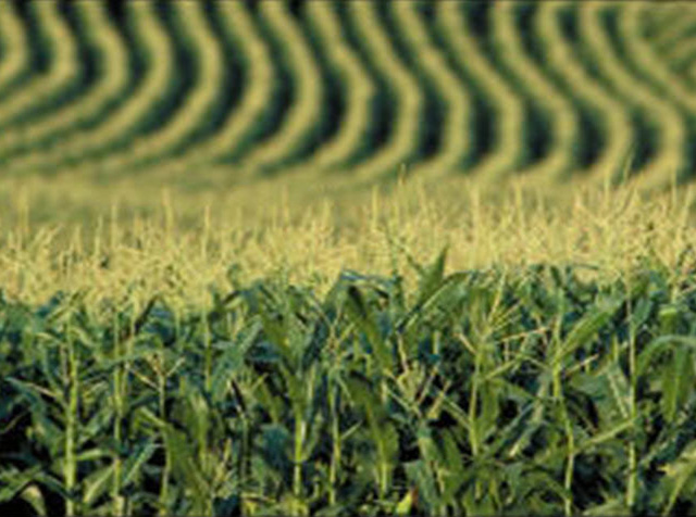 Cornfield - aerial view - tasseling Cornfield - aerial view - tasseling