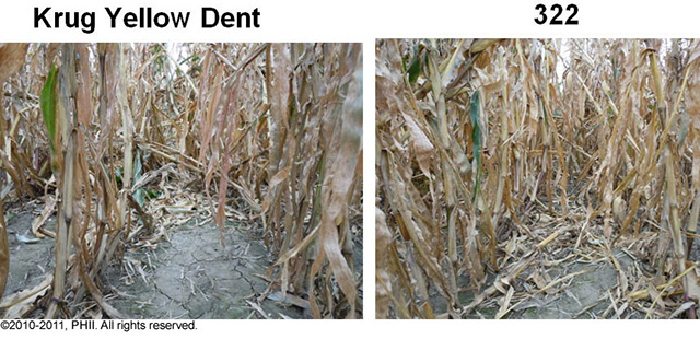Krug Yellow Dent and 322 corn plants - root lodging damage Krug Yellow Dent and 322 corn plants - root lodging damage
