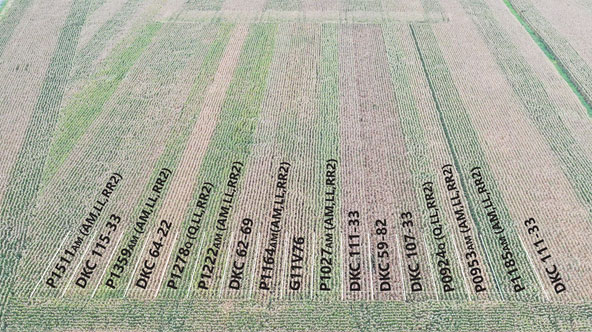 Pioneer on-farm trial in Knox County, Illinois with high tar spot pressure showing differences in canopy staygreen among hybrids.