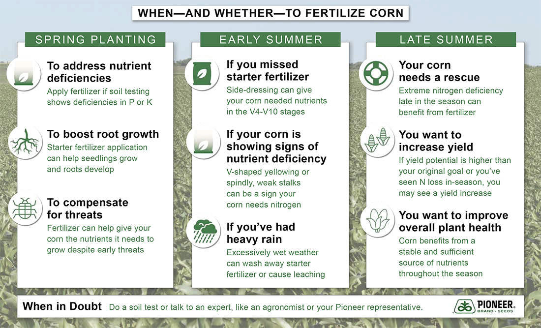 Corn fertilization plan - for spring, early summer and late summer