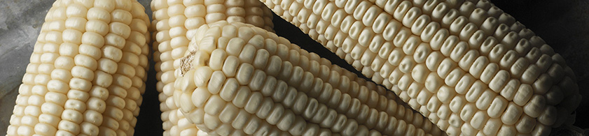 Food grade corn ears Food grade corn ears