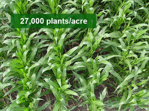 Overhead view of corn planted at density of 27000 plants per acre Overhead view of corn planted at density of 27000 plants per acre