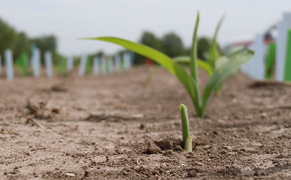 Newly emerged corn plants in a Pioneer field study comparing emergence timing in a corn - soybean rotation to continuous corn Newly emerged corn plants in a Pioneer field study comparing emergence timing in a corn - soybean rotation to continuous corn