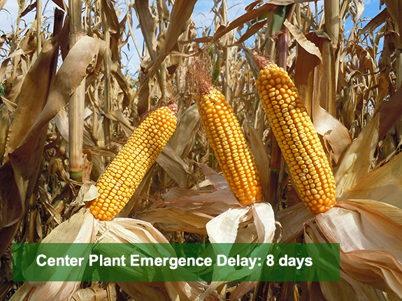 Ear formation of plants in a Pioneer uneven corn emergence study - 8 days Ear formation of plants in a Pioneer uneven corn emergence study - 8 days