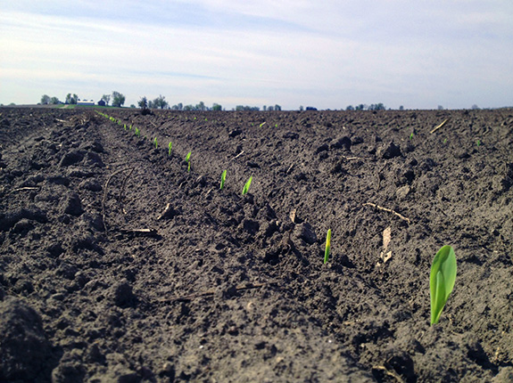 Corn plants emerging in a field in Northern Illinois Corn plants emerging in a field in Northern Illinois