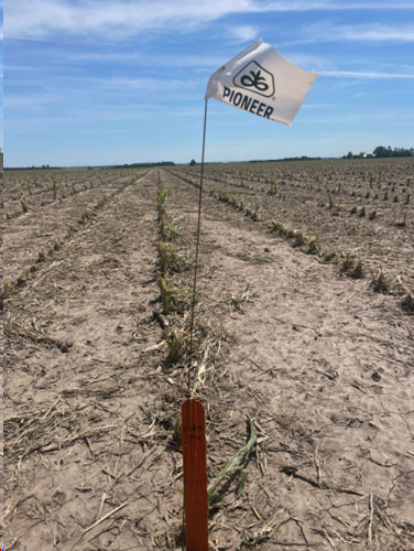 Hail damage - cornfield in south-central Nebraska