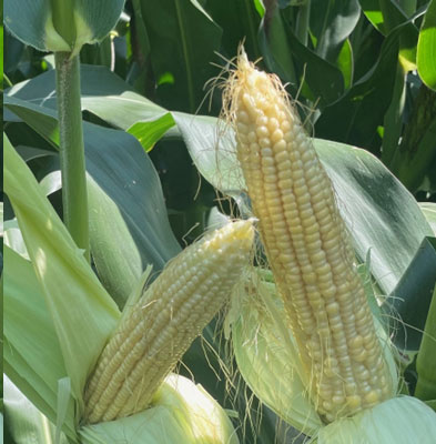 Incomplete corn ear fill