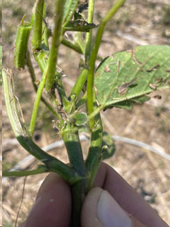 Hail damage - soybean plant in south-central Nebraska