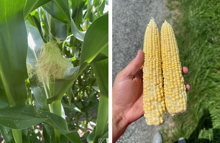 excessive silking and uneven kernel fill