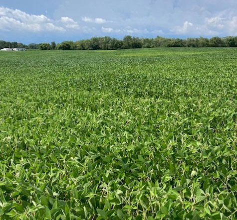 Early season stress in soybean root development leads to poor root inoculation