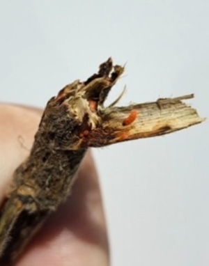 Gall midge in soybean stem