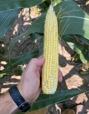 Pollination misses at base of corn ear