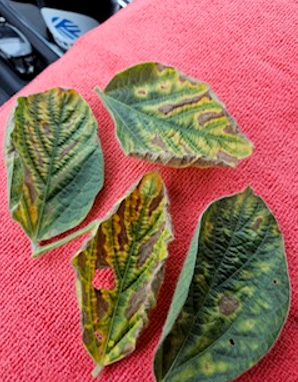 SDS symptoms on soybean leaf