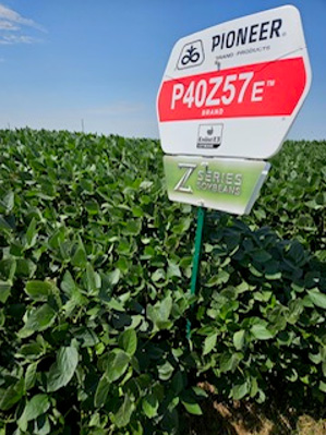 soybean field - late season - Richardson County NE