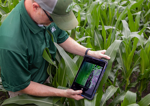 Man in field examining corn leaf and tablet screen