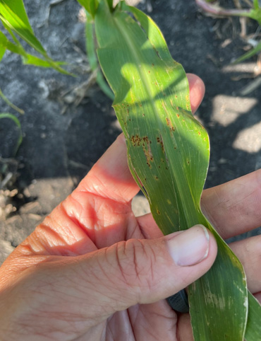 Common rust symptoms on corn leaf