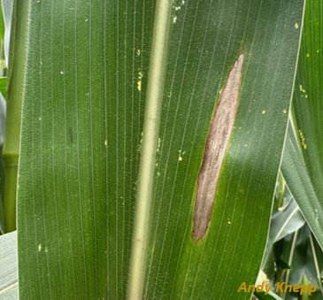 tar spot symptoms on corn leafn