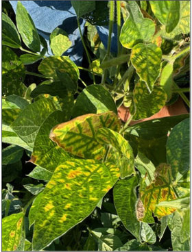 Symptoms of sudden death syndrome on soybean leaves