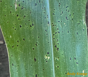 tar spot symptoms on corn leaf