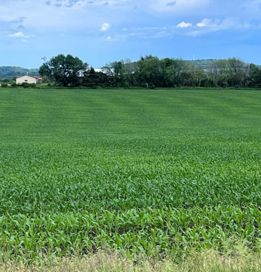 Wave pattern from corn roots unevenly reaching fall applied anhydrous